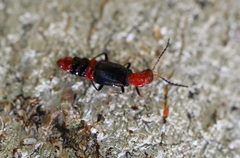 Carphurus longicollis