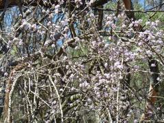 Ehretia rigida rigida