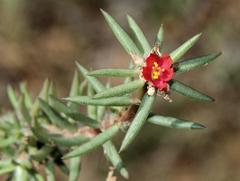 Portulaca kermesina