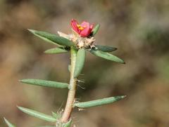Portulaca kermesina