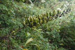 Veratrum nigrum