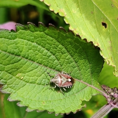 Dolycoris