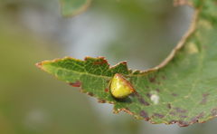 Araneus viridiventris