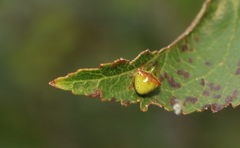 Araneus viridiventris