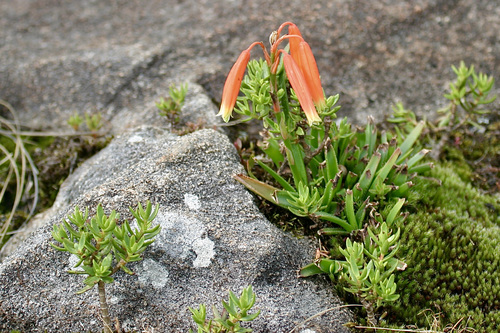 Aloe inyangensis