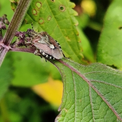 Dolycoris