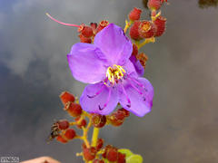 Dissotis princeps