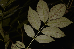 Ackama paniculosa