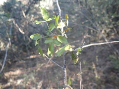 Allophylus decipiens