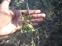 Allophylus decipiens