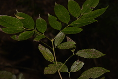 Ackama paniculosa