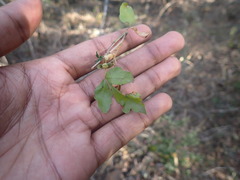 Allophylus decipiens