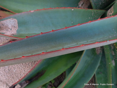 Aloe thraskii