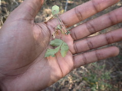 Allophylus decipiens