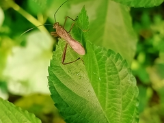 Riptortus linearis