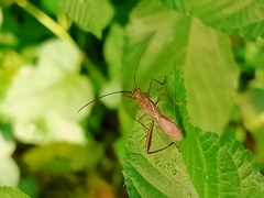 Riptortus linearis