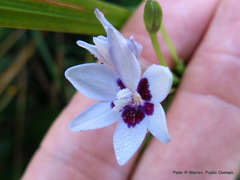 Freesia laxa azurea
