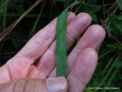 Freesia laxa azurea