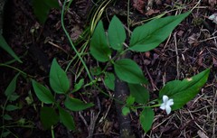 Jasminum officinale