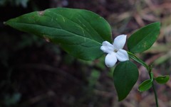Jasminum officinale