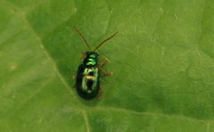 Chaloenosoma