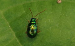 Chaloenosoma
