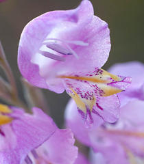 Gladiolus martleyi