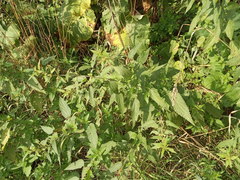 Urtica dioica