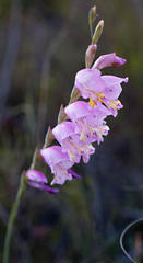 Gladiolus martleyi