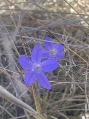Wahlenbergia capillaris