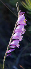Gladiolus martleyi