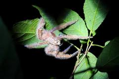 Heteropoda davidbowie