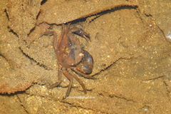 Siamthelphusa improvisa