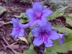 Streptocarpus primulifolius