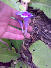 Streptocarpus primulifolius