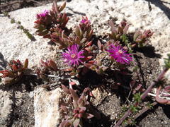 Delosperma mariae