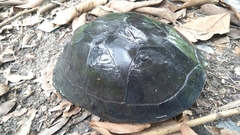 Cuora amboinensis couro