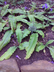 Streptocarpus primulifolius