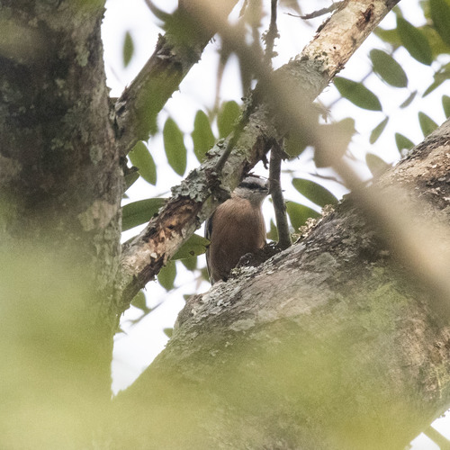Indian Nuthatch (Sitta castanea), photo 5