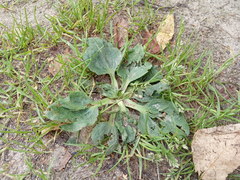 Plantago major