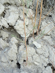 Salsola tamariscina