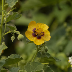 Abutilon hirtum