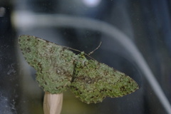 Ophthalmitis herbidaria