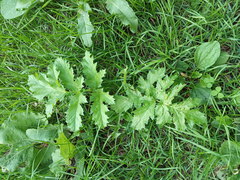 Heracleum sosnowskyi