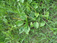 Plantago major