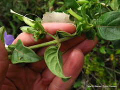 Barleria obtusa