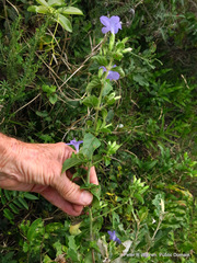 Barleria obtusa