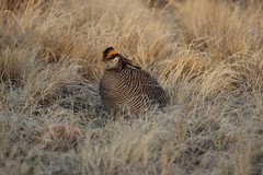 Tympanuchus pallidicinctus