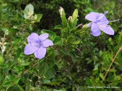 Barleria obtusa
