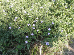 Barleria obtusa